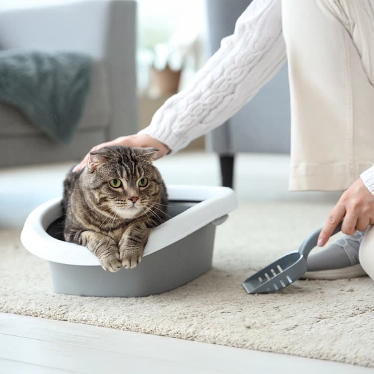 Cuidados esenciales para tu gato